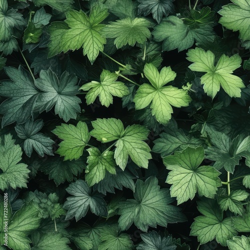 Young Green Leaves of Black Currant Bush