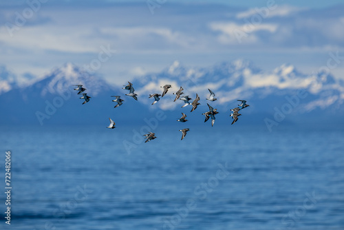 Faraway view of Katmai National Park and Preserve, sea, snow, eagle, wallpaper, landscape