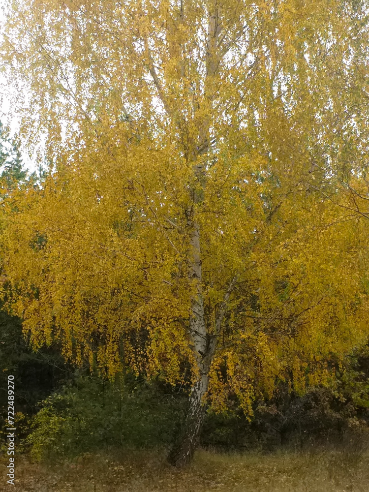 Fototapeta premium Autumn background: birch tree covered with yellow autumn leaves