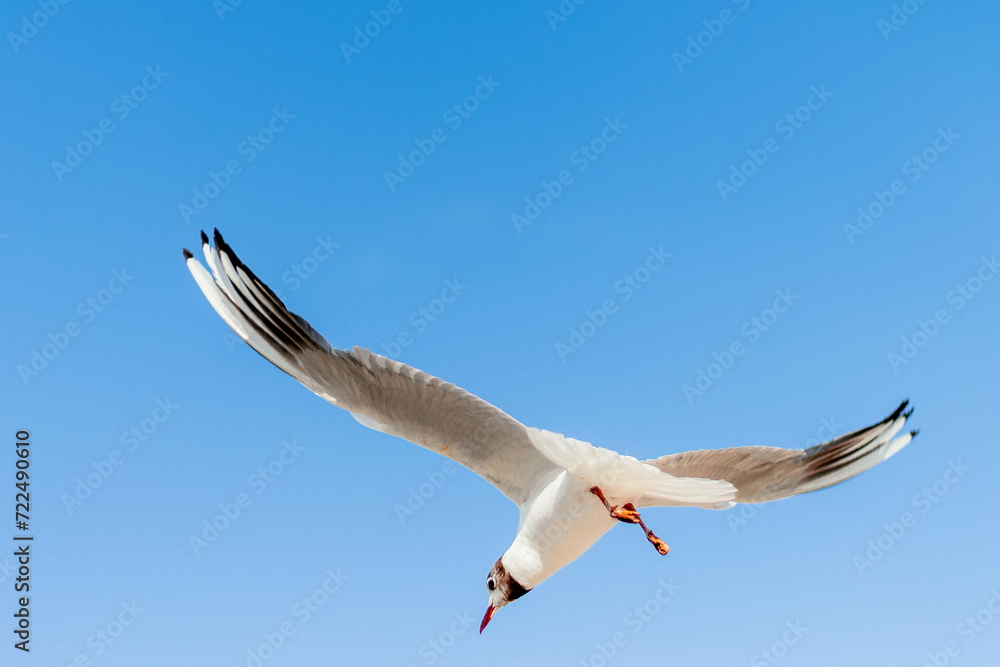 Obraz premium seagull flying in the sky