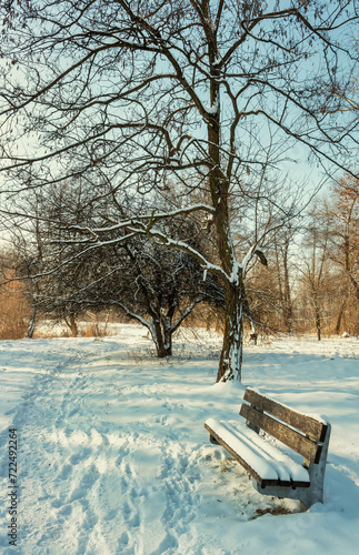 bench in the park