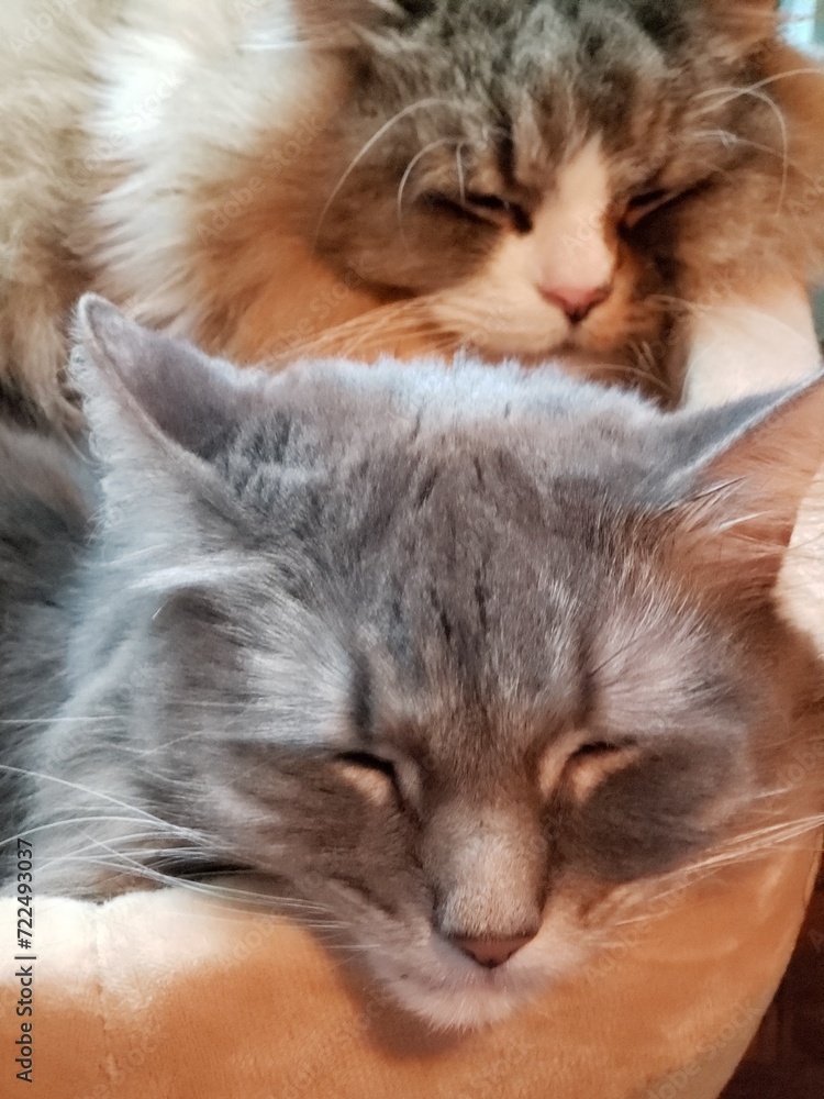Ragamuffin and Medium-haired Grey Cats Resting in a Cat Bed