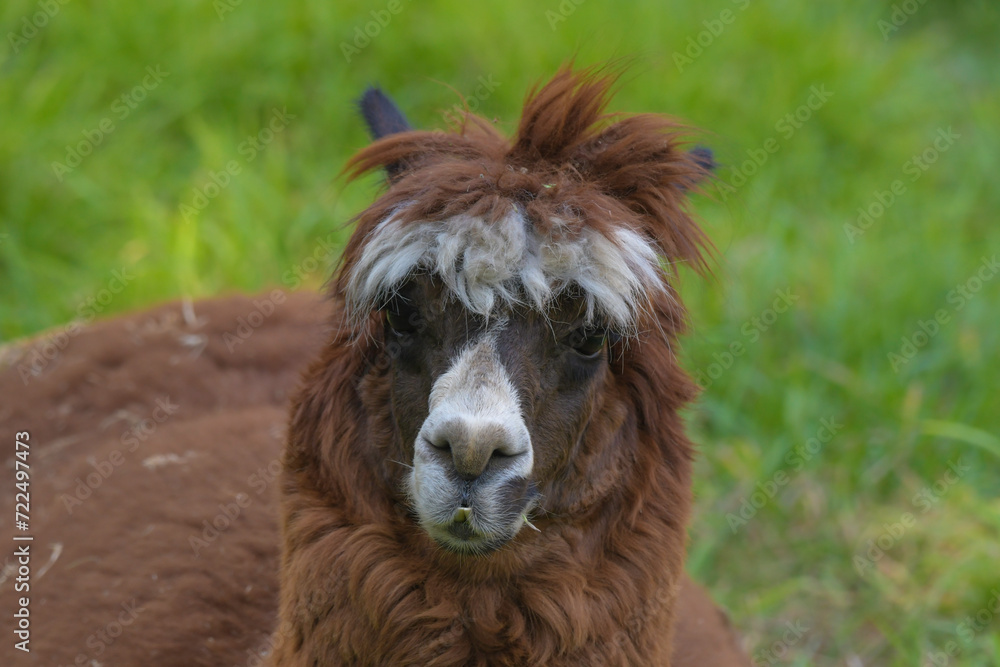 Obraz premium Alpaca isolated portrait in a farm in Africa