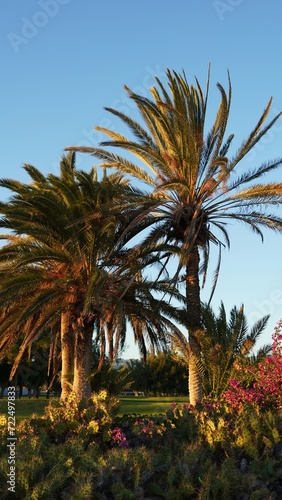 Tropical palm trees survive extreme temperatures and global warming caused by climate change