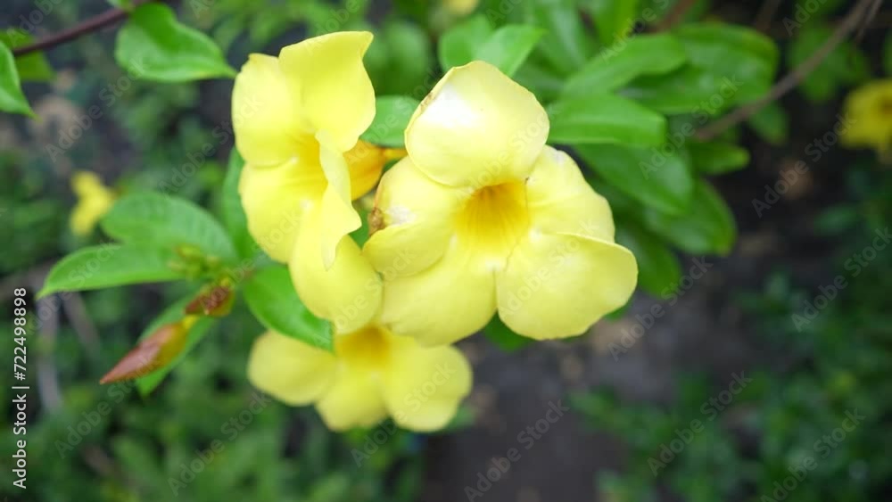 Beautiful Yellow Tropical Flower Blossom in The Garden, Bali Indonesia Beautiful Yellow Tropical Flower Blossom in The Garden, Bali Indonesia