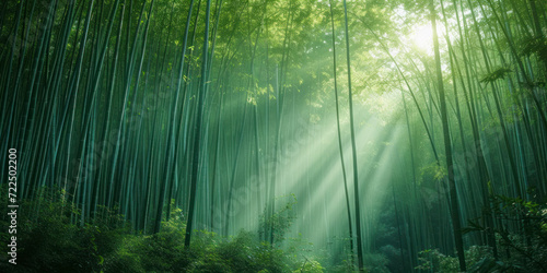 Tranquil bamboo forest, a peaceful wallpaper featuring a dense bamboo forest with sunlight filtering through.