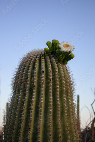 Saguaro National Park  Tucson Arizona  Cactus  Flower  Desert  Landscape