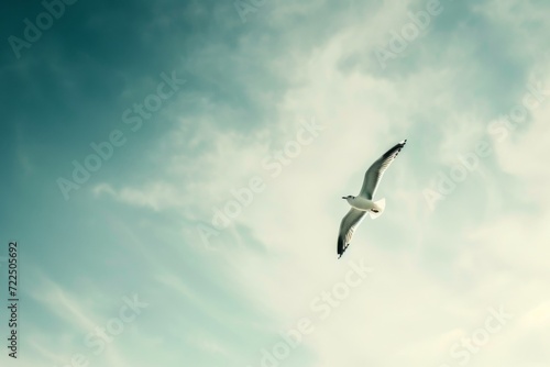 Gracefully soaring amidst the vast expanse of blue skies, a majestic sea gull glides above the tranquil sea, its wings outstretched in perfect harmony with the clouds