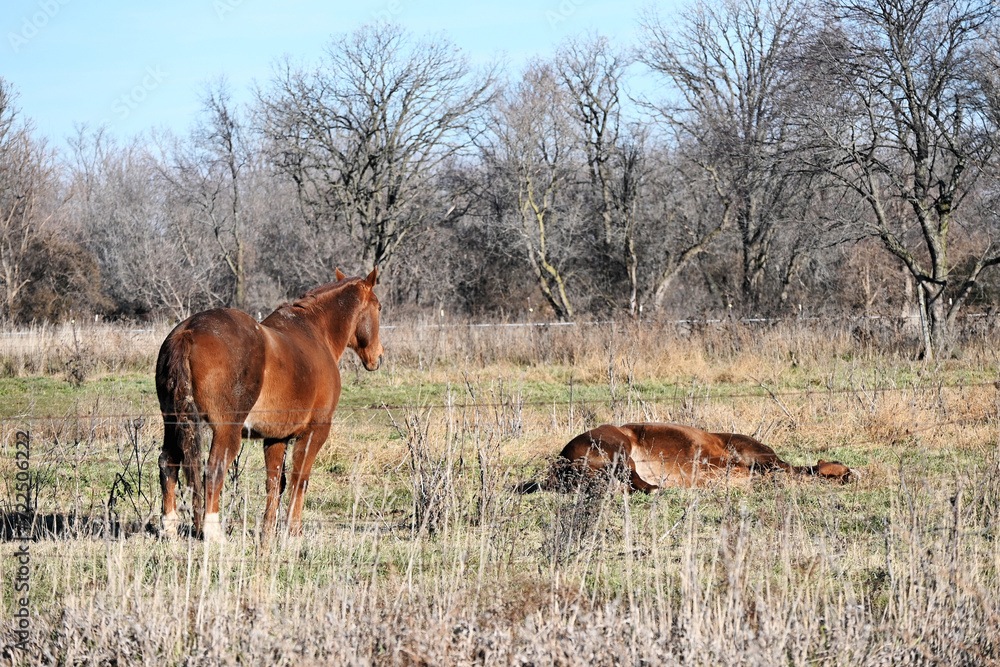 Fototapeta premium Two Horses in the Pasture