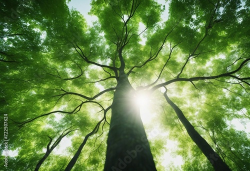 Bottom view of tree with green leaves in tropical forest with sun light Fresh environment in park Gr