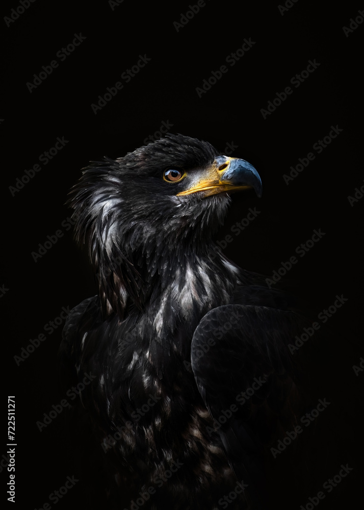 Fototapeta premium Portrait Of A Juvenile Bald Eagle ( Haliaeetus leucocephalus )