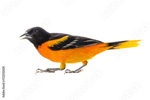 Baltimore Oriole isolated on a white background