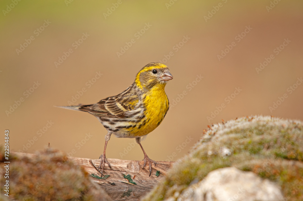 Male European Serin (Serinus serinus) standing on wood. Male European Serin (Serinus serinus) standing on wood.