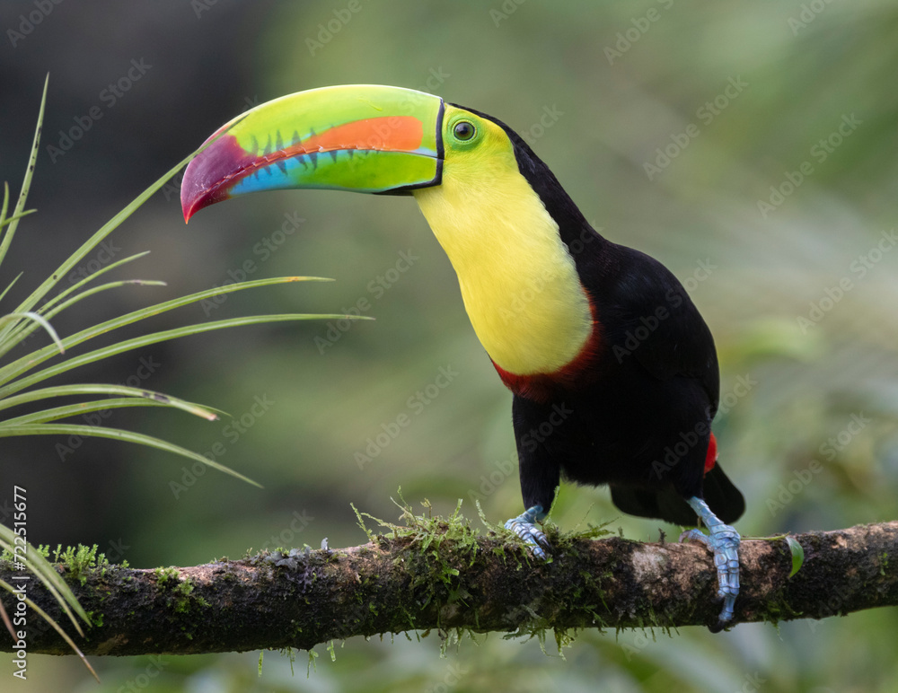 Fototapeta premium Keel-billed Toucan (Ramphastos sulfuratus) at La Laguna del Lagarto Lodge, Boca Tapada, San Carlos, Costa Rica
