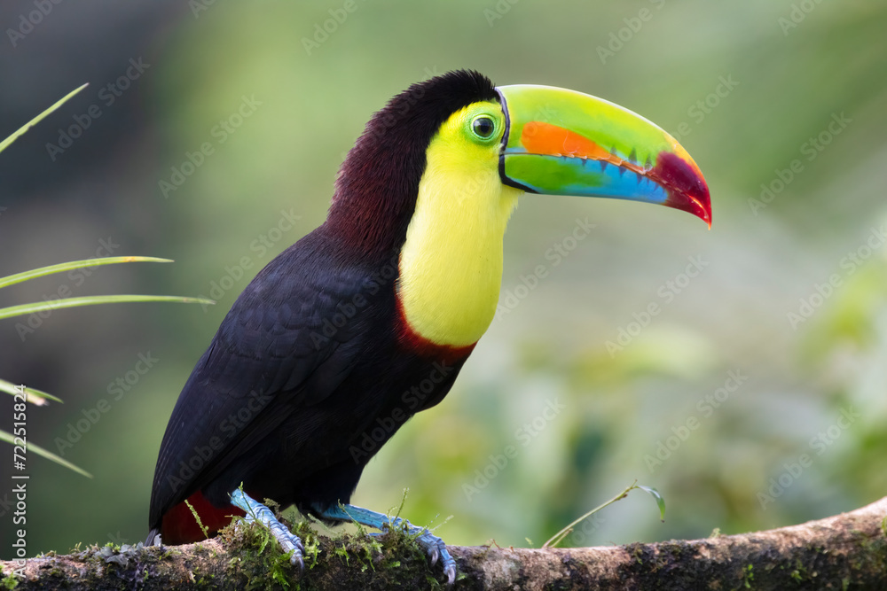Obraz premium Keel-billed Toucan (Ramphastos sulfuratus) at La Laguna del Lagarto Lodge, Boca Tapada, San Carlos, Costa Rica
