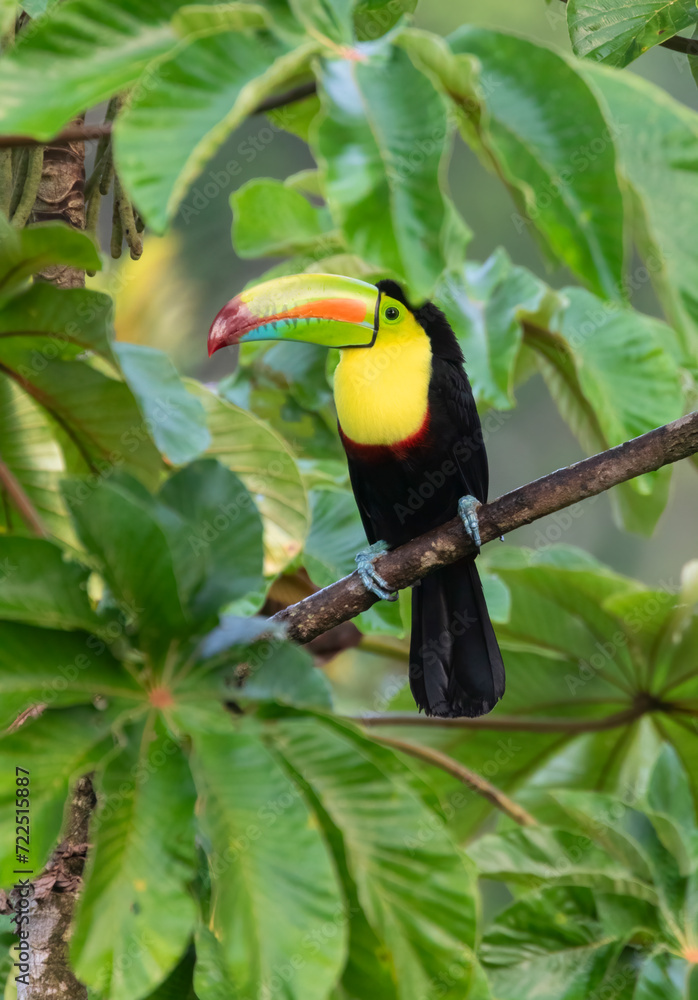 Fototapeta premium Keel-billed Toucan (Ramphastos sulfuratus) at La Laguna del Lagarto Lodge, Boca Tapada, San Carlos, Costa Rica
