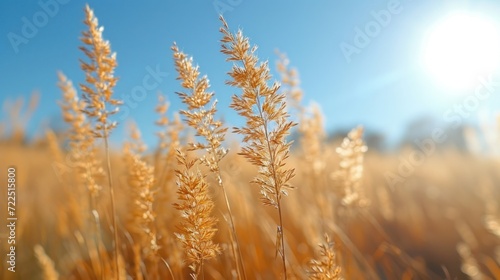  a field of tall brown grass with the sun in the sky in the back ground and a blue sky in the background.