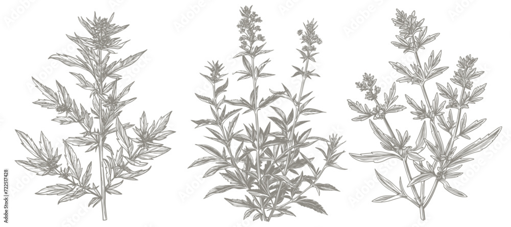 Absinthe plants botanical hand drawn sketch illustration, vector drawing. Anise, Fennel and Artemisia Absinthium plant spices, ingredients of absinthe alcohol drink in sketch botanical drawing Absinthe plants botanical hand drawn sketch illustration, vector drawing. Anise, Fennel and Artemisia Absinthium plant spices, ingredients of absinthe alcohol drink in sketch botanical drawing