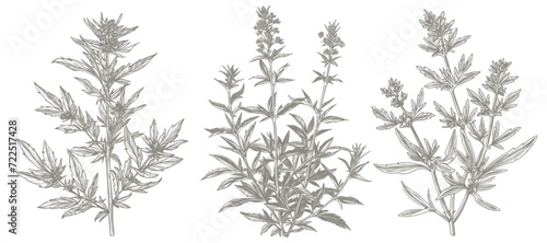 Absinthe plants botanical hand drawn sketch illustration, vector drawing. Anise, Fennel and Artemisia Absinthium plant spices, ingredients of absinthe alcohol drink in sketch botanical drawing