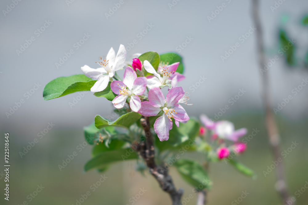 Beautiful blooming apple flowers. Selective focus with blurry background.