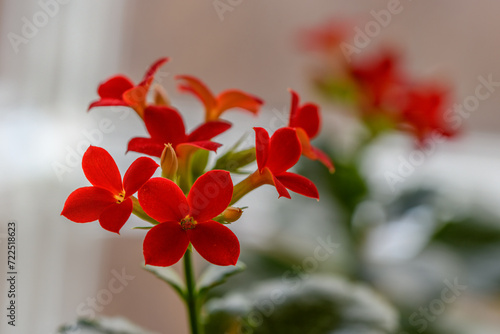 Pretty Red Kalanchoe