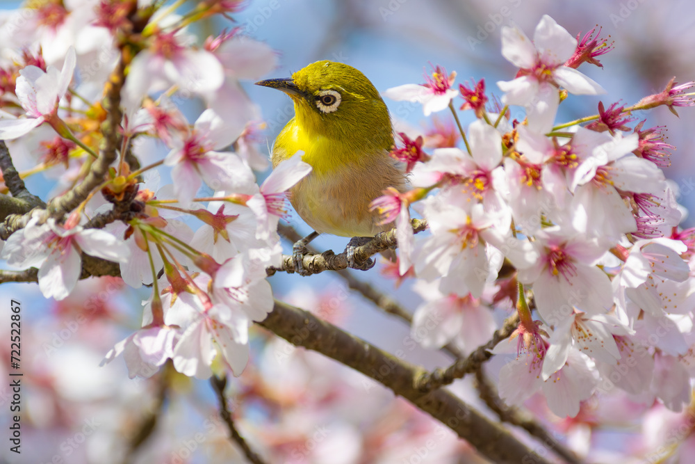 花が咲いた桜の木にとまる野鳥、メジロ 花が咲いた桜の木にとまる野鳥、メジロ