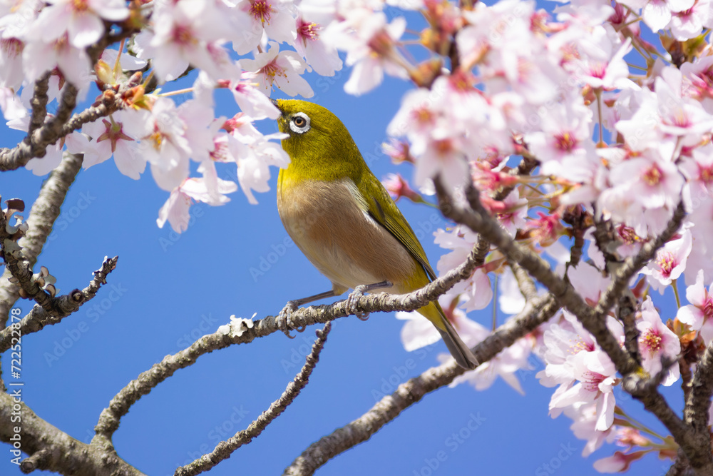 花が咲いた桜の木にとまる野鳥、メジロ 花が咲いた桜の木にとまる野鳥、メジロ