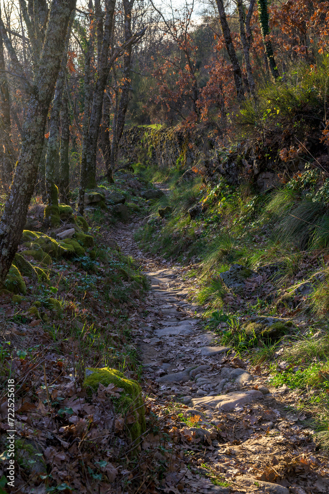 Narrow dirt and stone path with plenty of vegetation at sunset with vertical sun rays Narrow dirt and stone path with plenty of vegetation at sunset with vertical sun rays