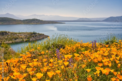 Diamond Lake During A Super Bloom