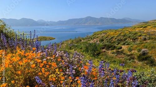 Wildflowers in the mountains