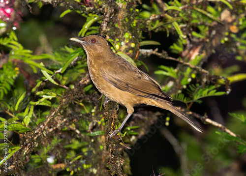 Wallpaper Mural Clay-colored Thrush (Clay-colored Thrush Turdus grayi) at Laguna Del Lagarto, Costa Rica Torontodigital.ca