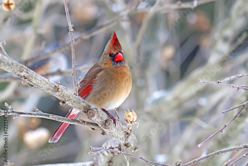 Female northern cardinal (Cardinalis cardinalis) in winter