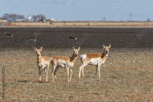 Pronghorn on the prairie