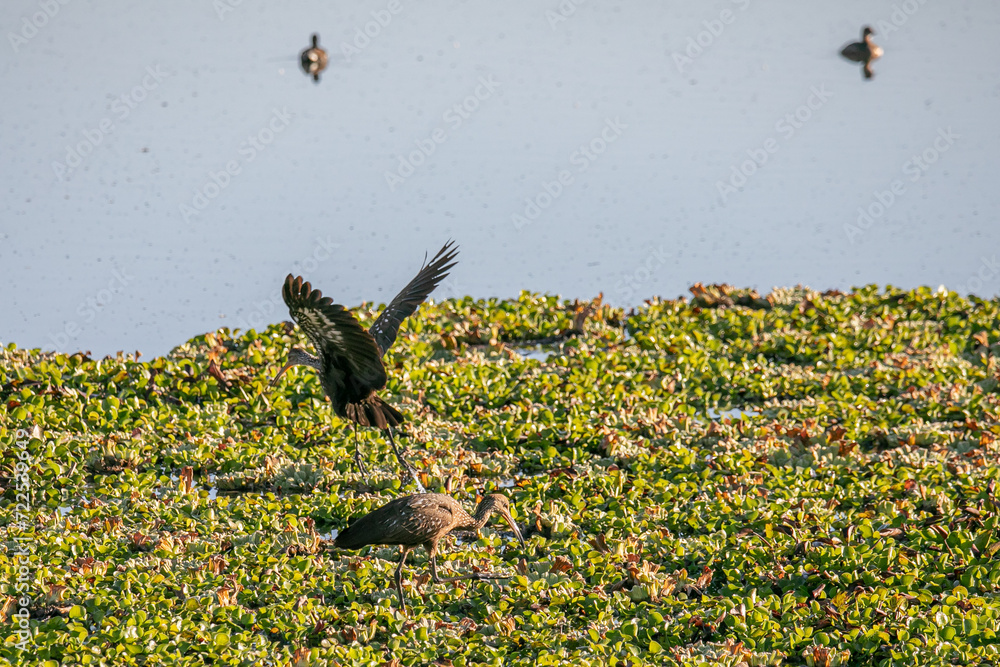 El carrao, caraú o guariao o karãu en guaraní es una especie de ave ...