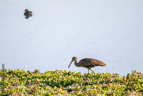 El carrao, ​ caraú o guariao ​ o karãu en guaraní es una especie de ave gruiformes, la única especie de la familia Aramidae, propia de zonas húmedas y pantanos con los árboles desde Florida, el Caribe photo