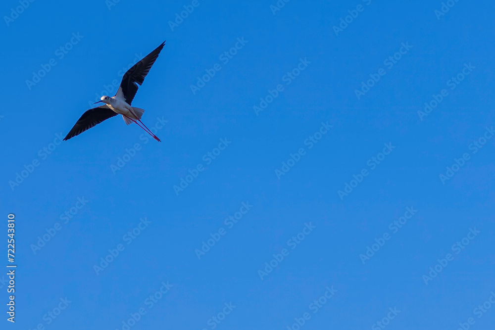 Obraz premium stork in flight