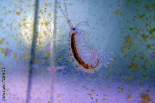 Macro shot on saltwater amphipod - Gammarus oceanicus