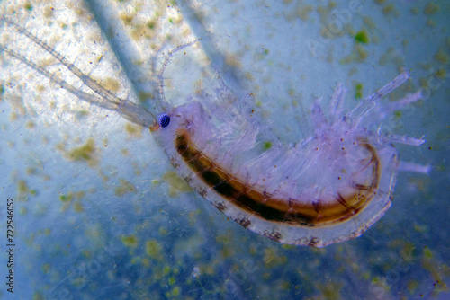 Macro shot on saltwater amphipod - Gammarus oceanicus