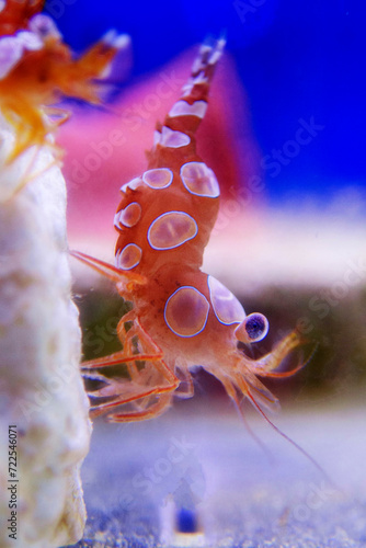 Dancing sexy shrimp - Thor amboinensis, macro shot in aquarium