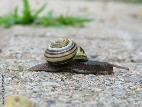 snail on a pathway
