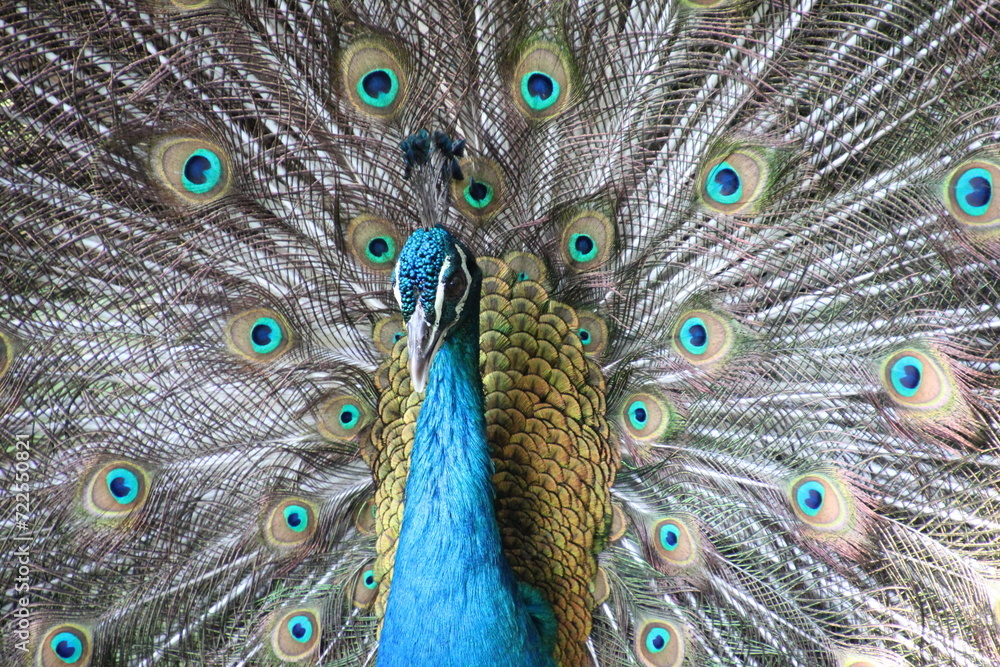 Fototapeta premium close up of peacock