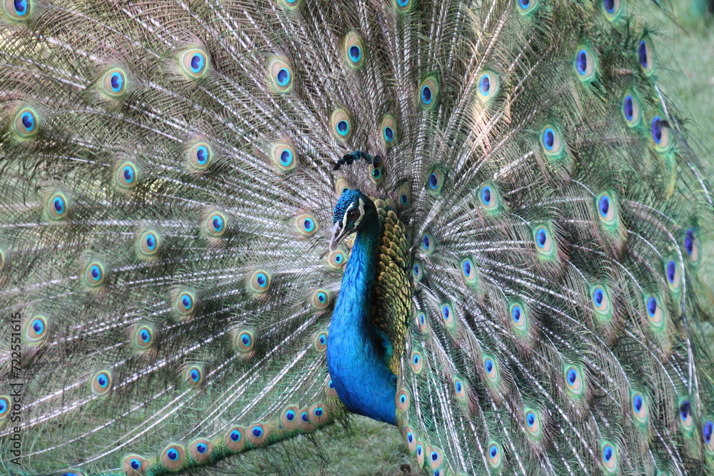 Fototapeta premium peacock with feathers
