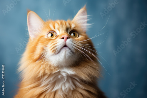 Orange cat with curious expression looking up at sky. Ideal for animal lovers and pet-related projects © vefimov