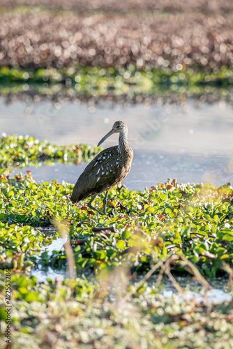 El carrao, ​ caraú o guariao ​ o karãu en guaraní es una especie de ave gruiformes, la única especie de la familia Aramidae, propia de zonas húmedas y pantanos con los árboles desde Florida, el Caribe photo