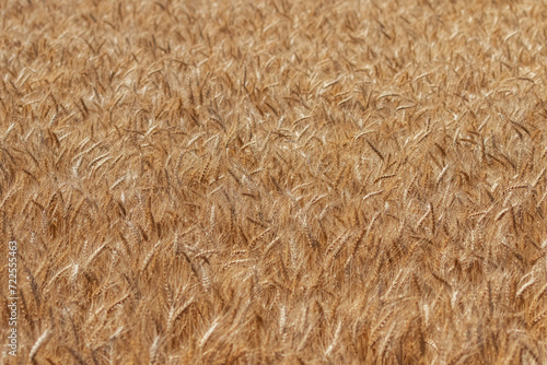Close-up of golden wheat ready for harvest