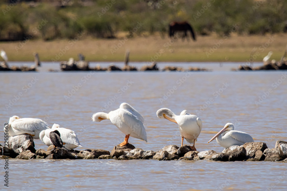 Obraz premium Pelecanus erythrorhynchos