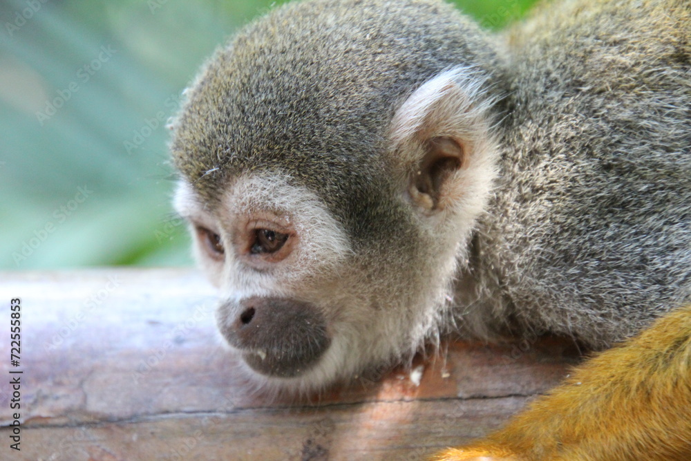 Obraz premium Close up of monkey