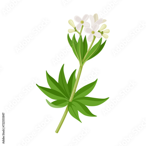Vector illustration, Galium odoratum, the sweet woodruff or sweetscented bedstraw, isolated on white background.