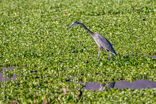 garza morena (Ardea herodias)