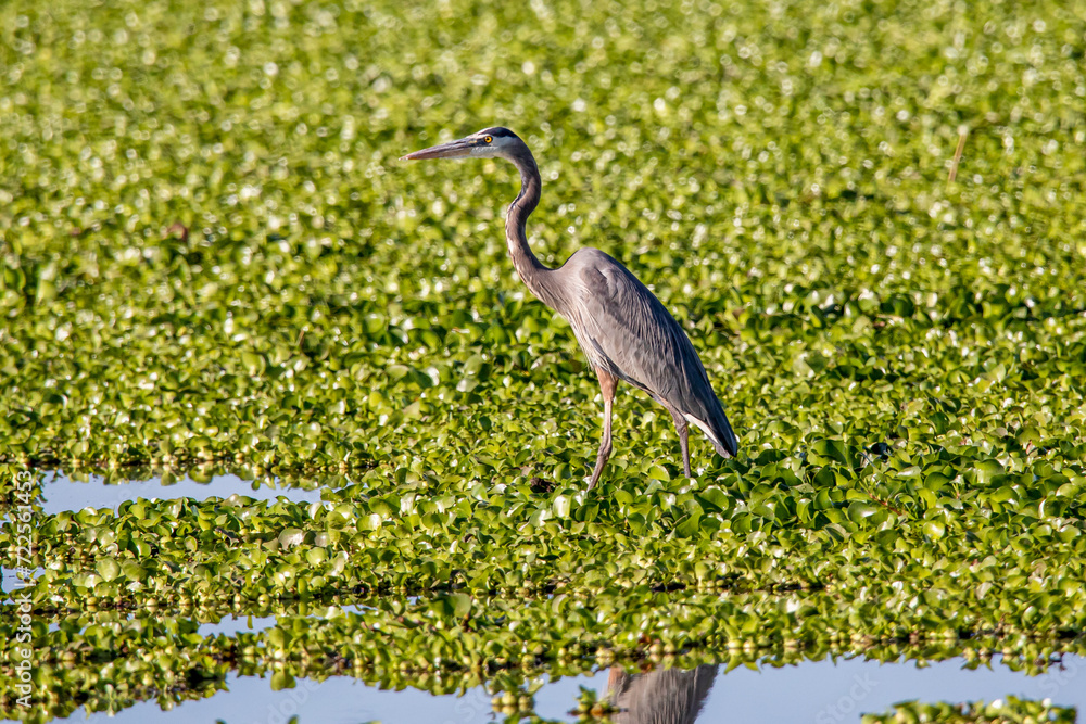 Fototapeta premium garza morena (Ardea herodias)